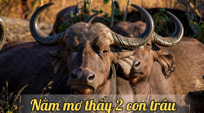 Mơ thấy 2 con trâu thường mang ý nghĩa may mắn