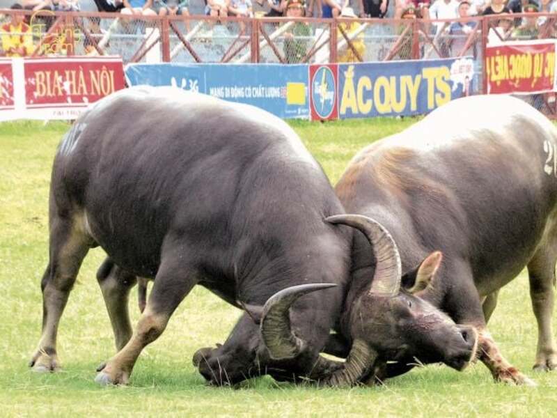 Mơ thấy 2 con trâu đang húc nhau đánh con 23 – 32