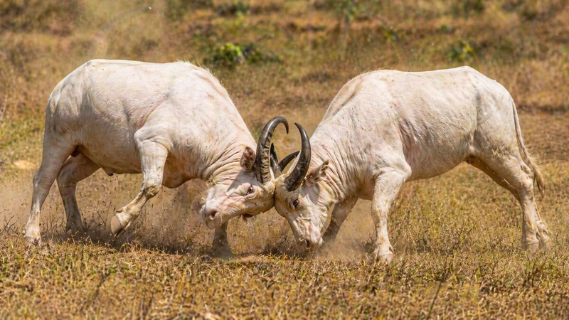 Mơ thấy 2 con trâu trắng húc nhau đánh con 89 – 98