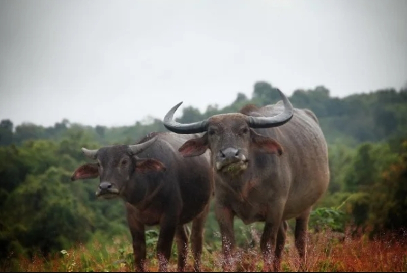 Theo quan niệm dân gian, mỗi giấc mơ về trâu đều gắn với những con số khác nhau