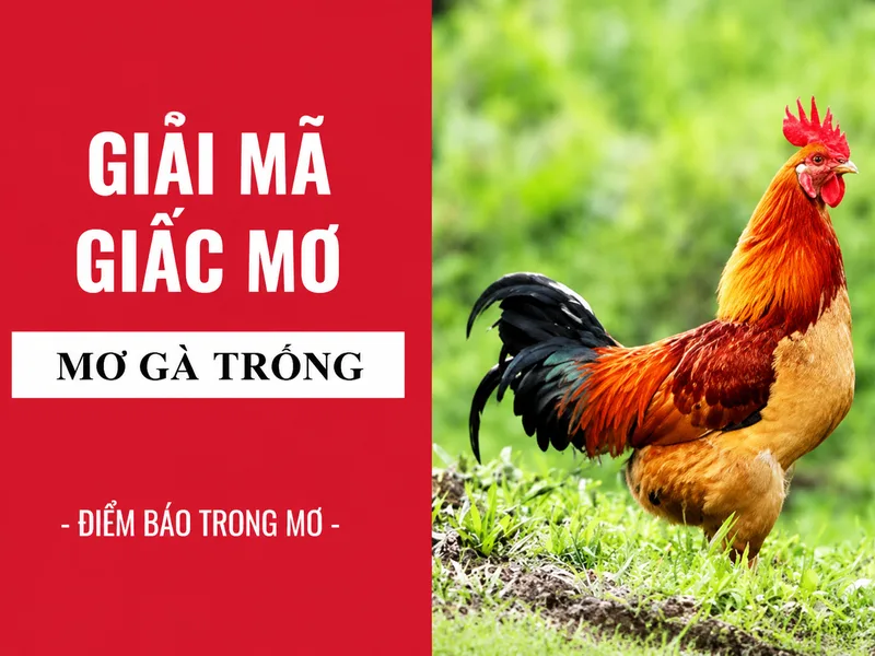 Sau khi mơ thấy gà trống, ghi lại cảm xúc và nhìn nhận thực tế giúp hiểu giấc mơ cân bằng hơn thay vì lo lắng quá mức.